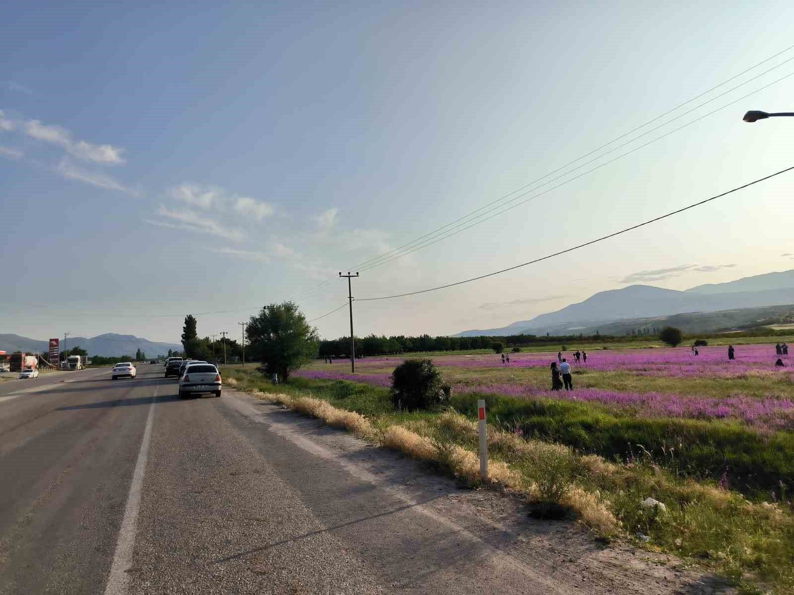 Mor renkli yabani otlar görsel şölen sunuyor