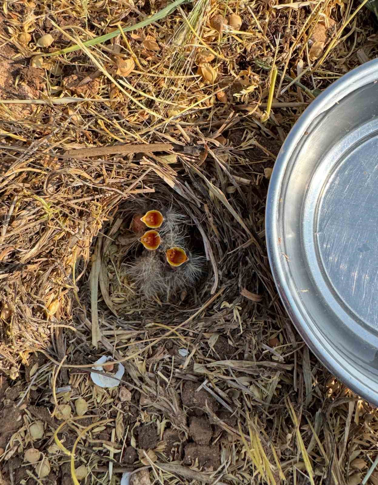Mercimek tarlasında bulduğu kuş yavrularına kaşıkla su verdi