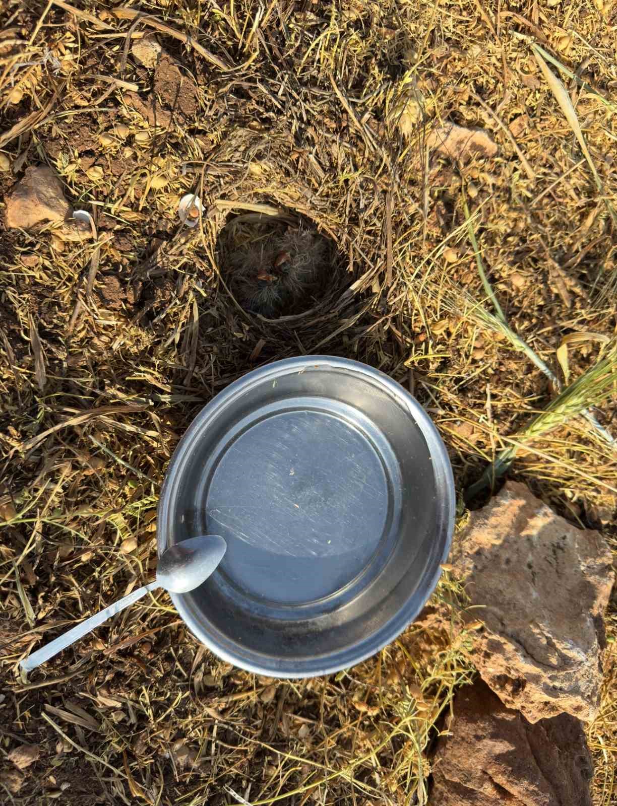 Mercimek tarlasında bulduğu kuş yavrularına kaşıkla su verdi