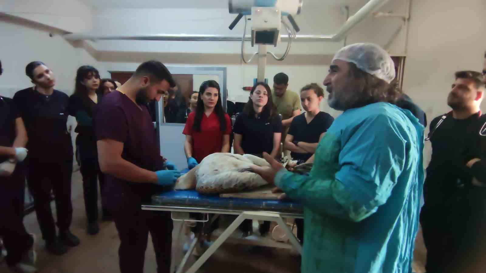 Muş’ta ateşli silahla yaralanan toy kuşu Van’da tedavisi devam ediyor