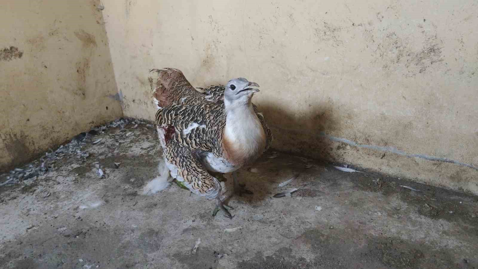 Muş’ta ateşli silahla yaralanan toy kuşu Van’da tedavisi devam ediyor