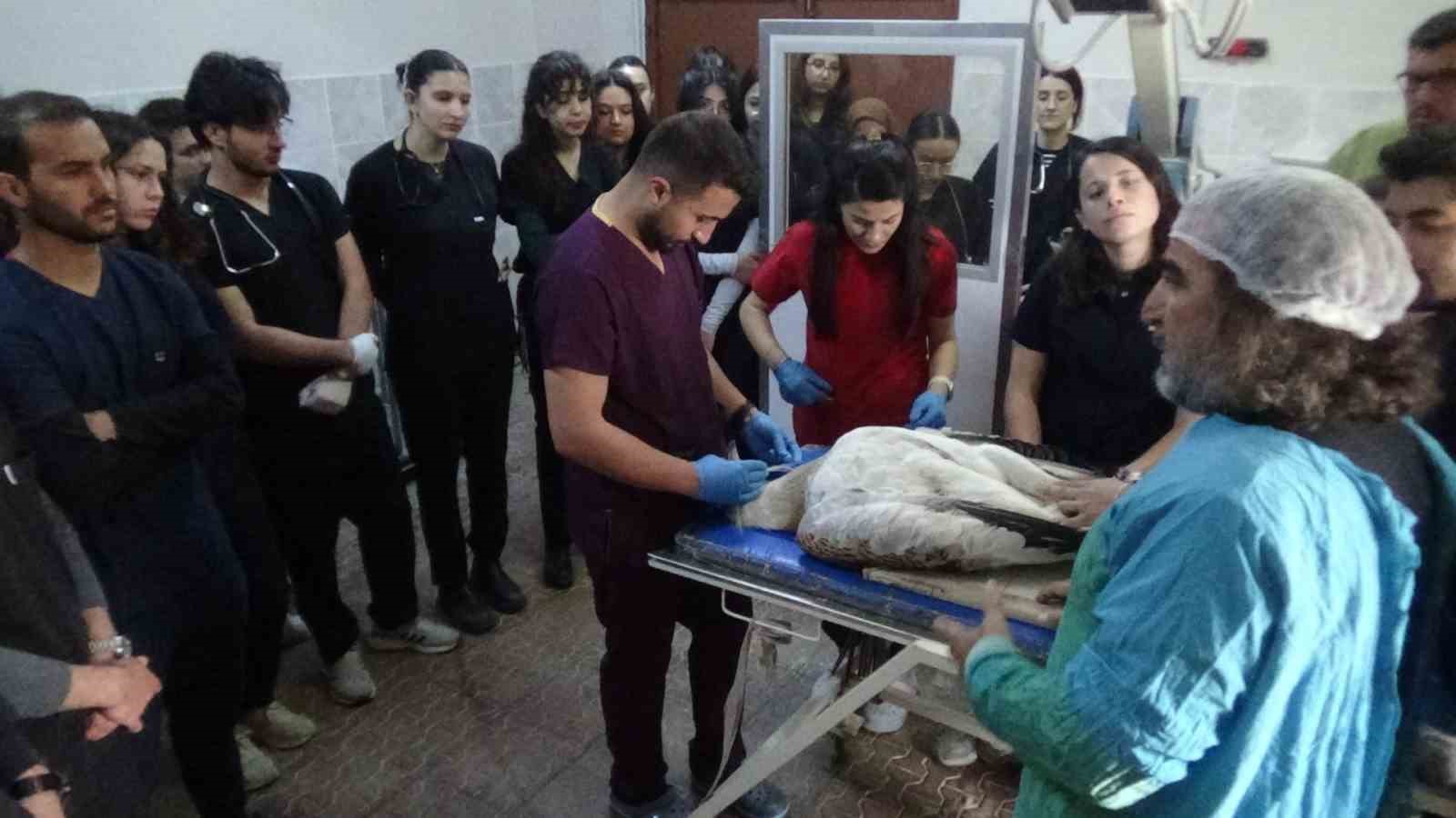 Muş’ta ateşli silahla yaralanan toy kuşu Van’da tedavisi devam ediyor