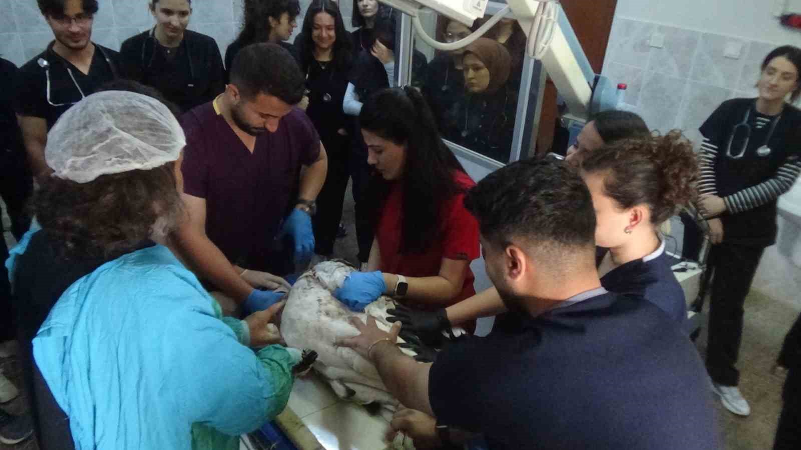 Muş’ta ateşli silahla yaralanan toy kuşu Van’da tedavisi devam ediyor