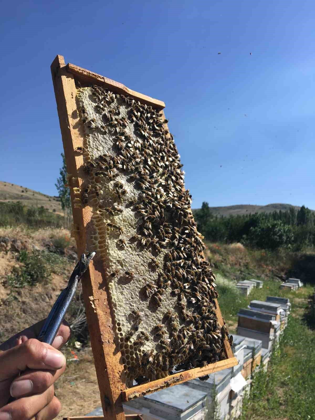 Erciyes’ten gelen şifa kaynağı: Karakovan Balı