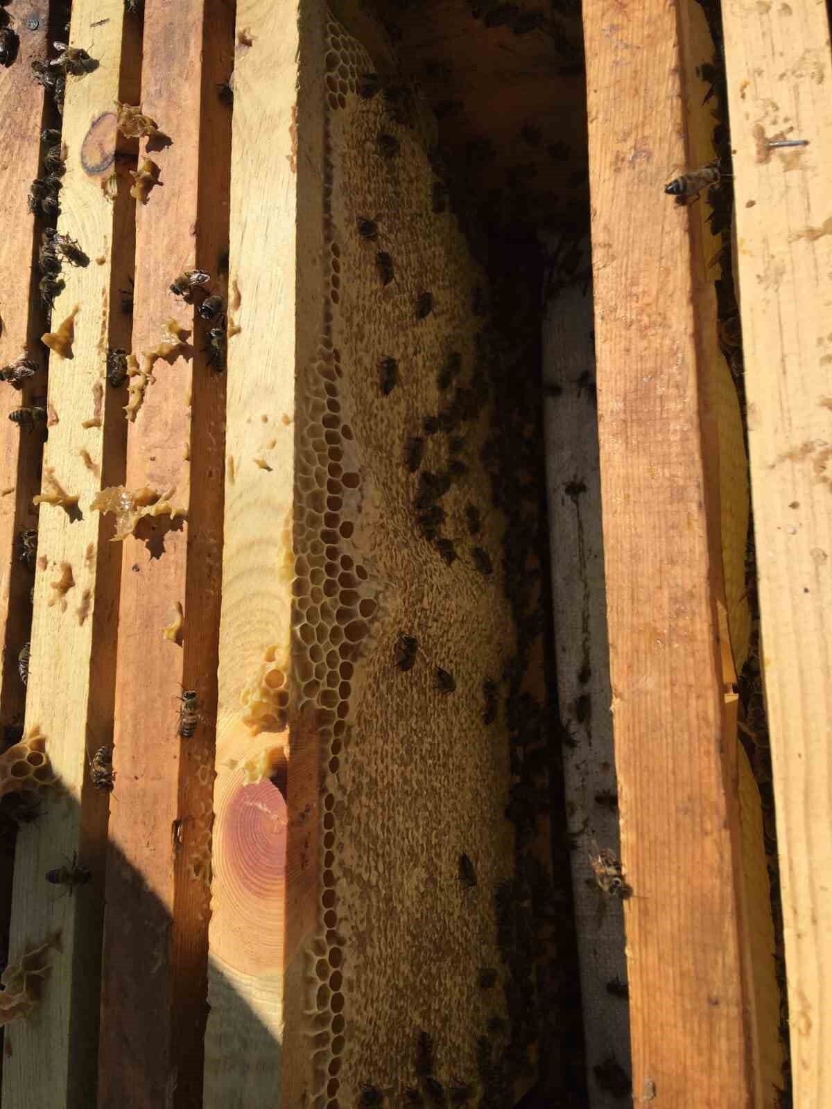 Erciyes’ten gelen şifa kaynağı: Karakovan Balı