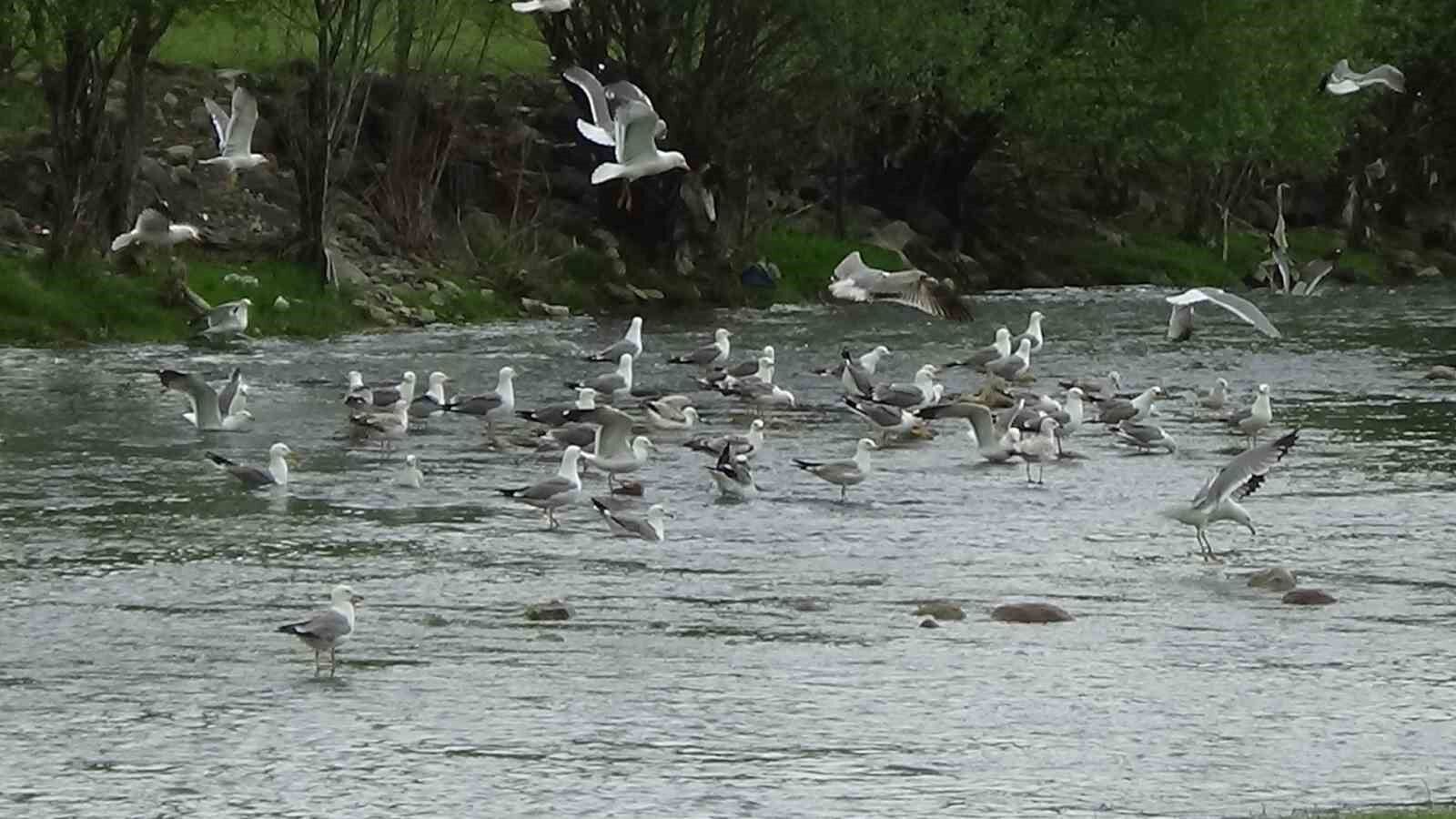 Martıların balık kavgası