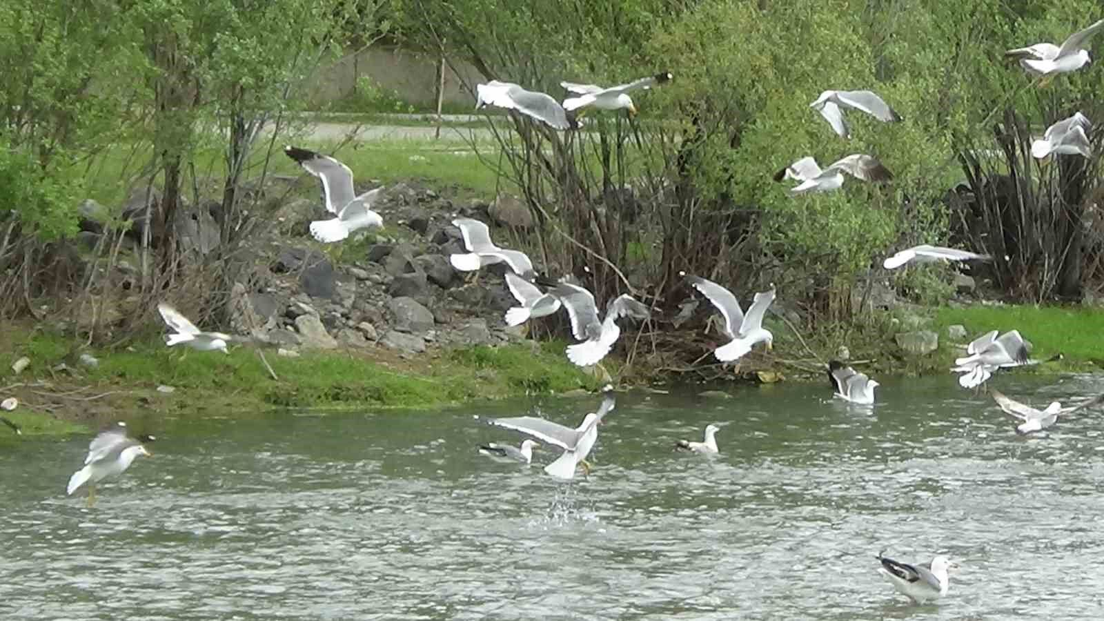 Martıların balık kavgası