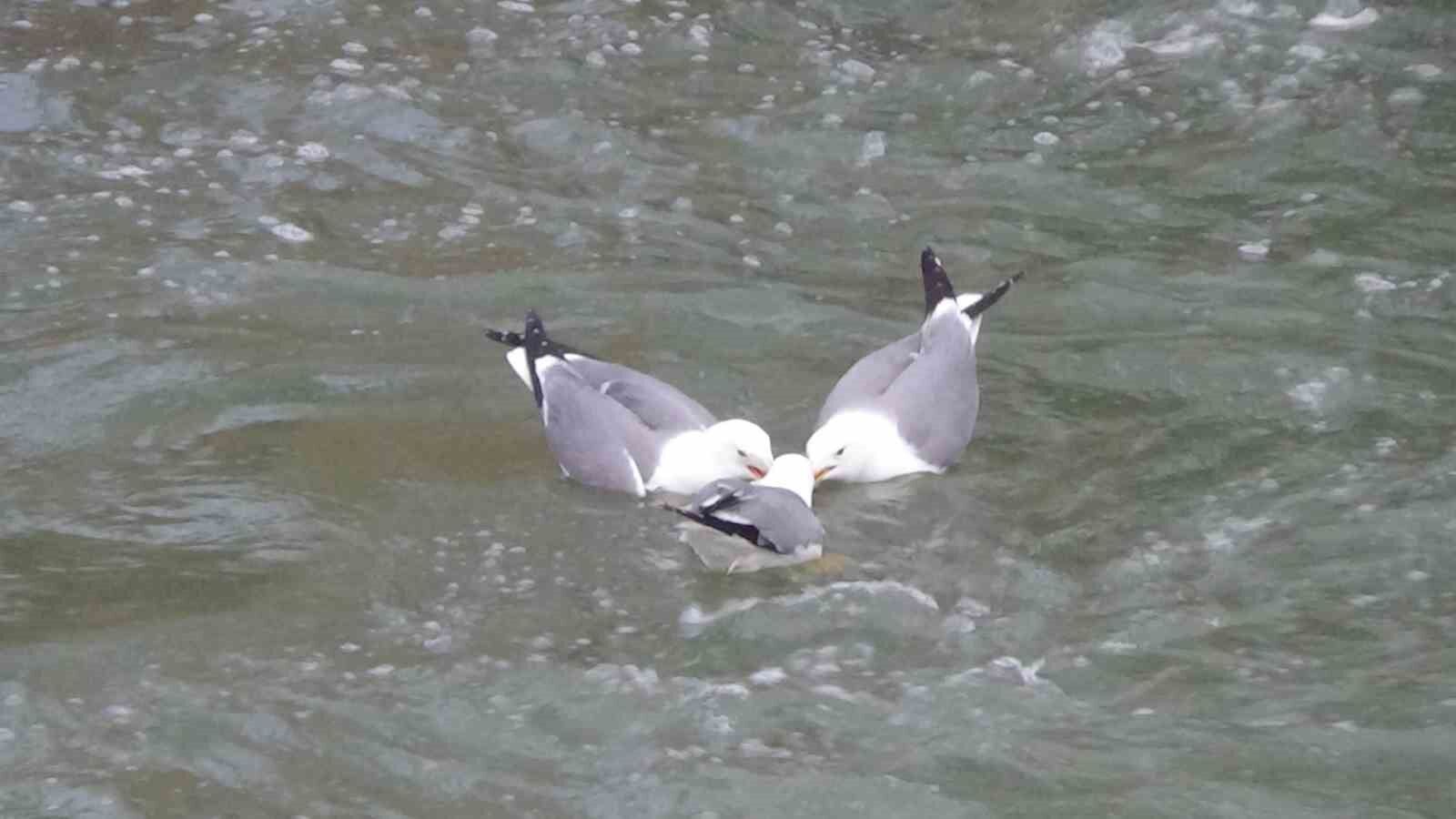 Martıların balık kavgası