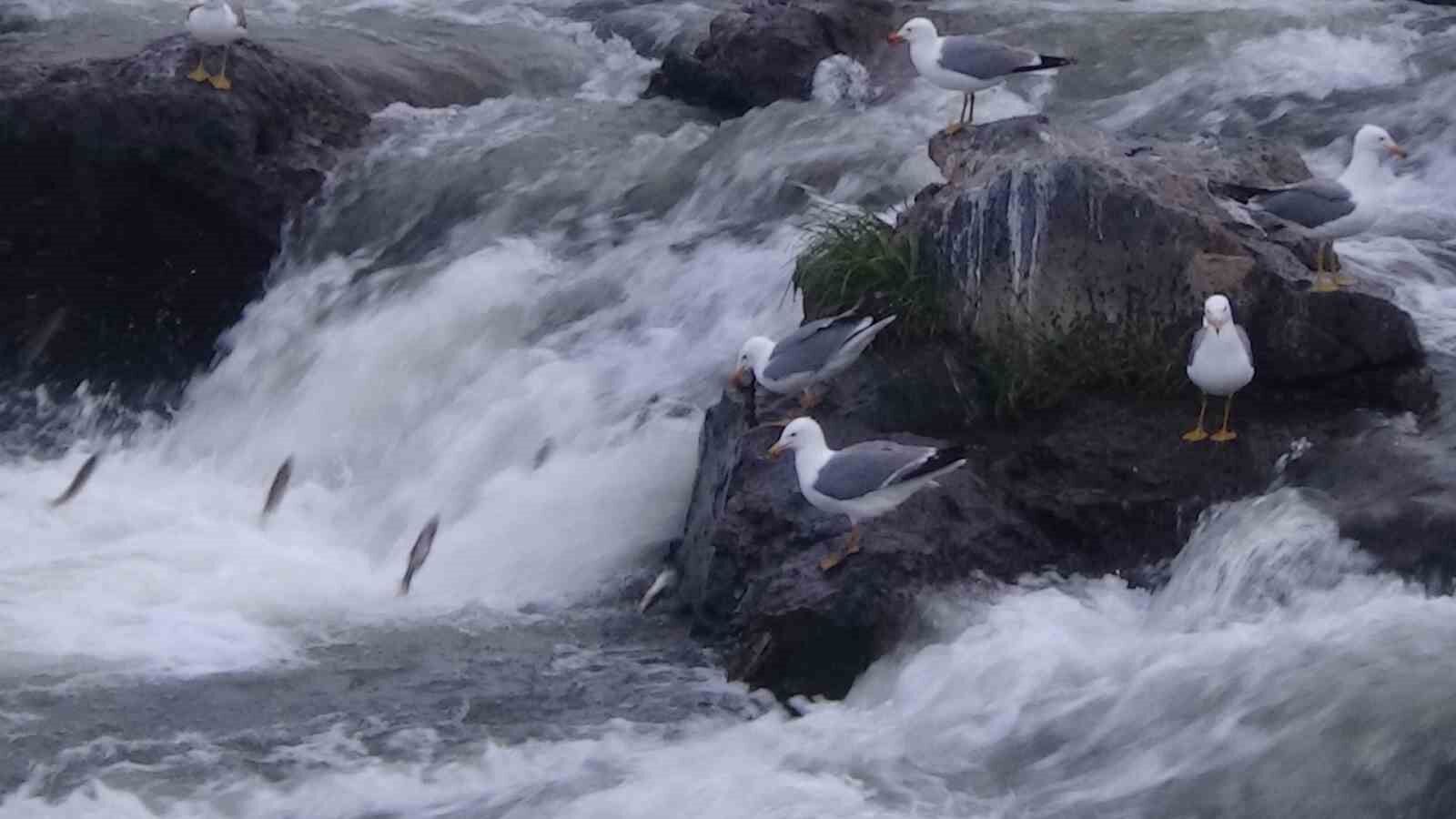 Martıların balık kavgası