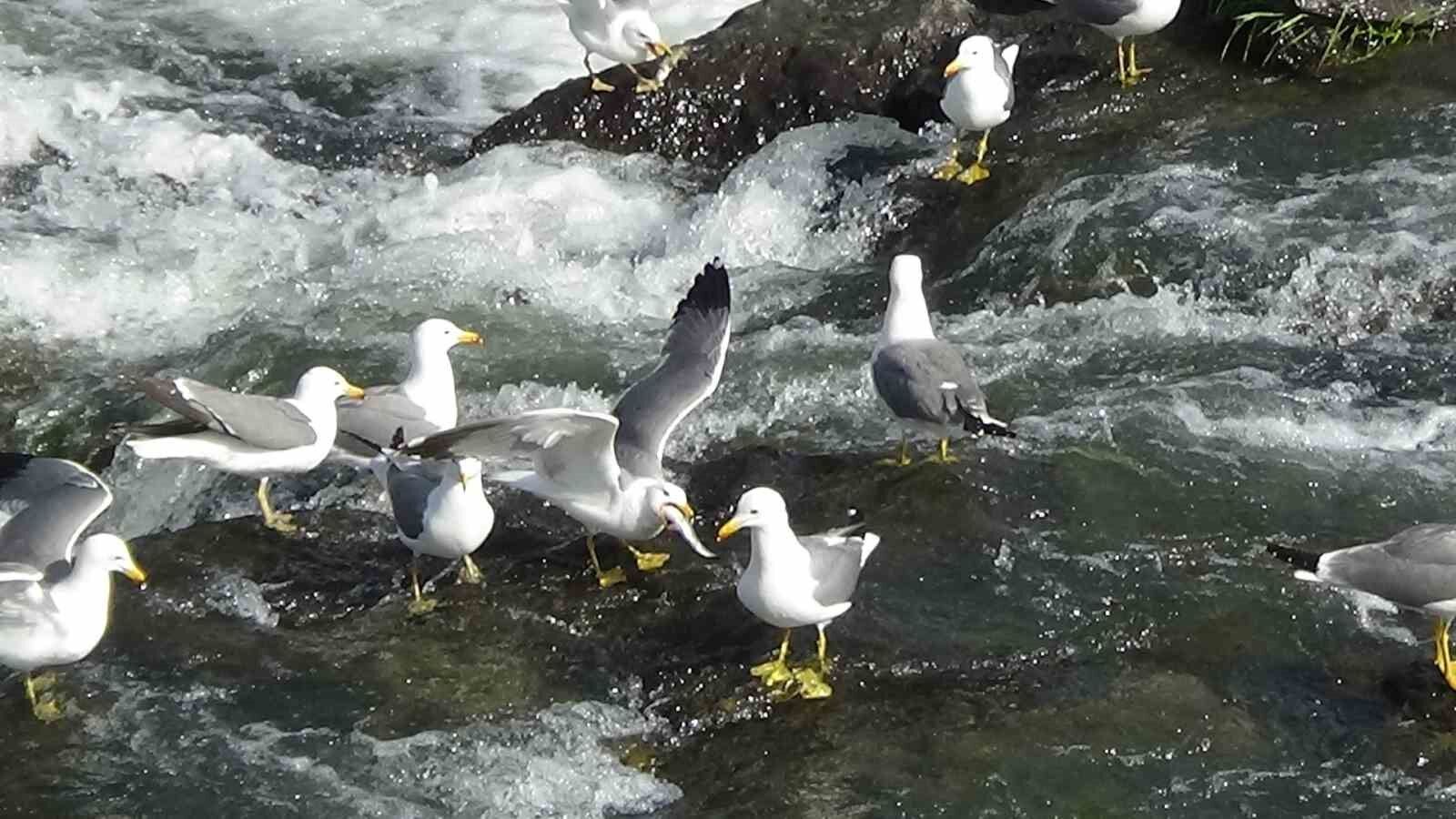 Martıların balık kavgası