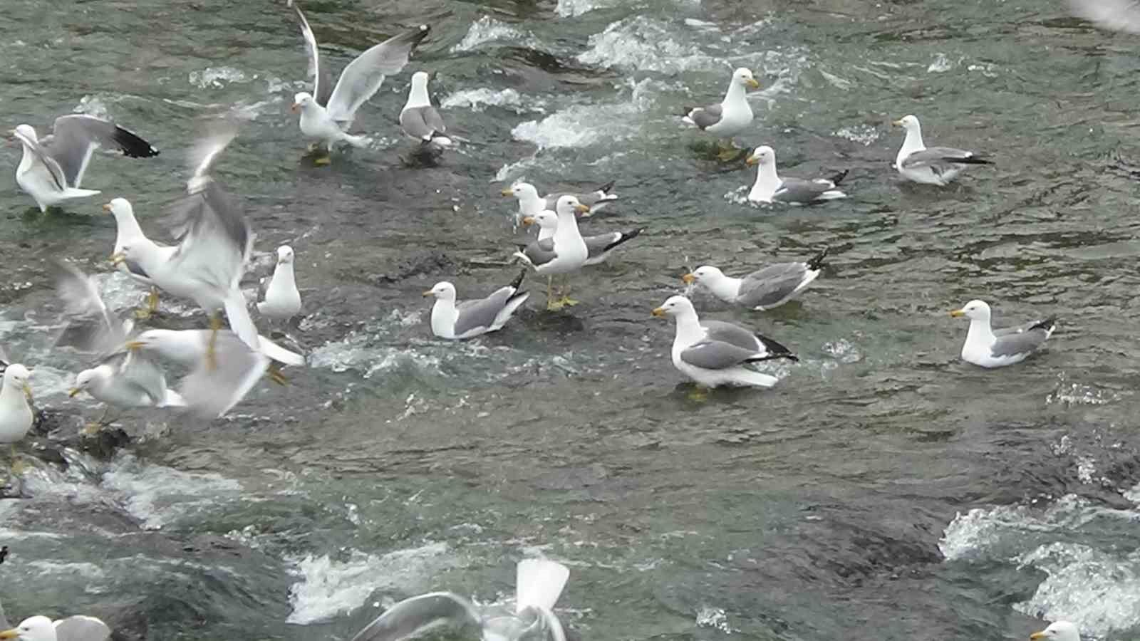 Martıların balık kavgası