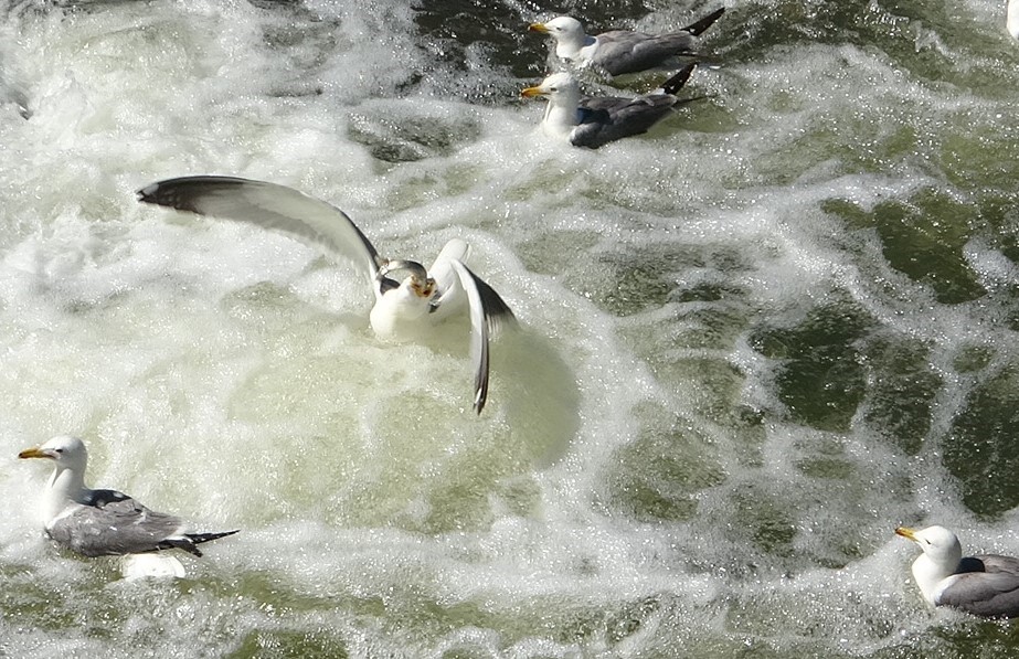 İnci kefalinin hayat mücadelesi objektiflere yansıdı