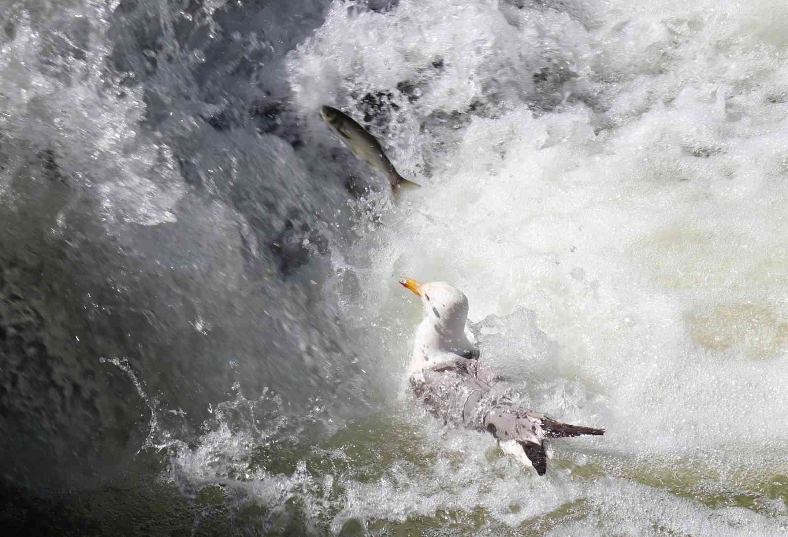 İnci kefalinin hayat mücadelesi objektiflere yansıdı