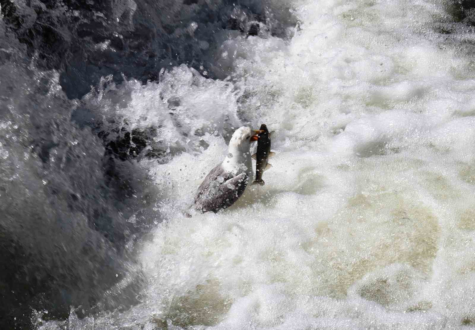 İnci kefalinin hayat mücadelesi objektiflere yansıdı