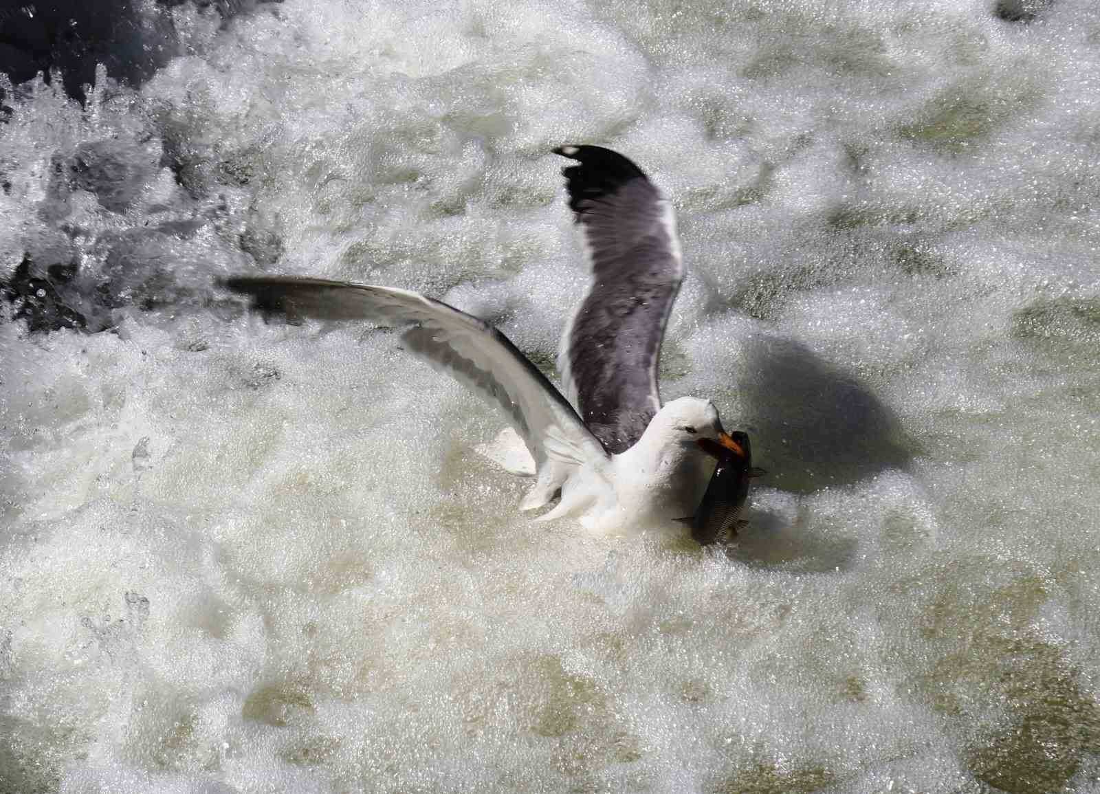 İnci kefalinin hayat mücadelesi objektiflere yansıdı