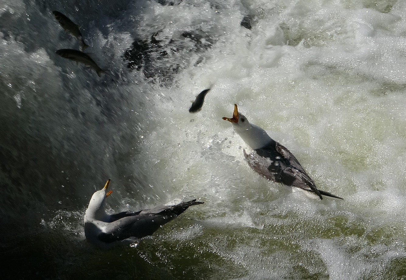 İnci kefalinin hayat mücadelesi objektiflere yansıdı