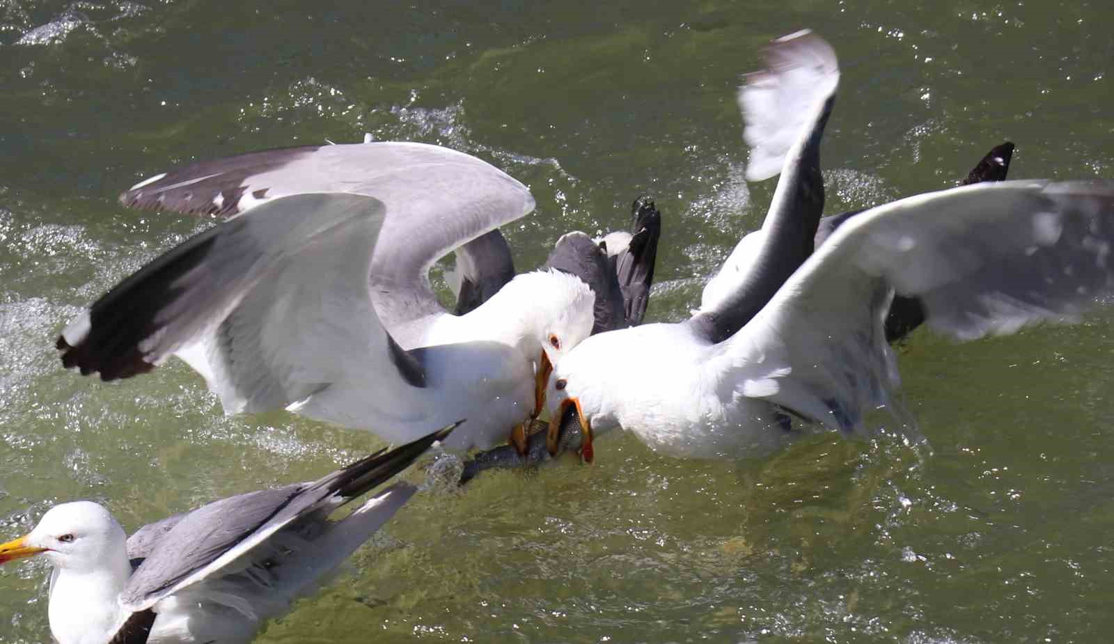 İnci kefalinin hayat mücadelesi objektiflere yansıdı