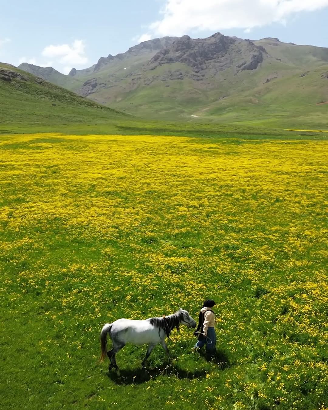 Alendeşt yaylası, menderesleri ve sarı çiçekleriyle büyülüyor