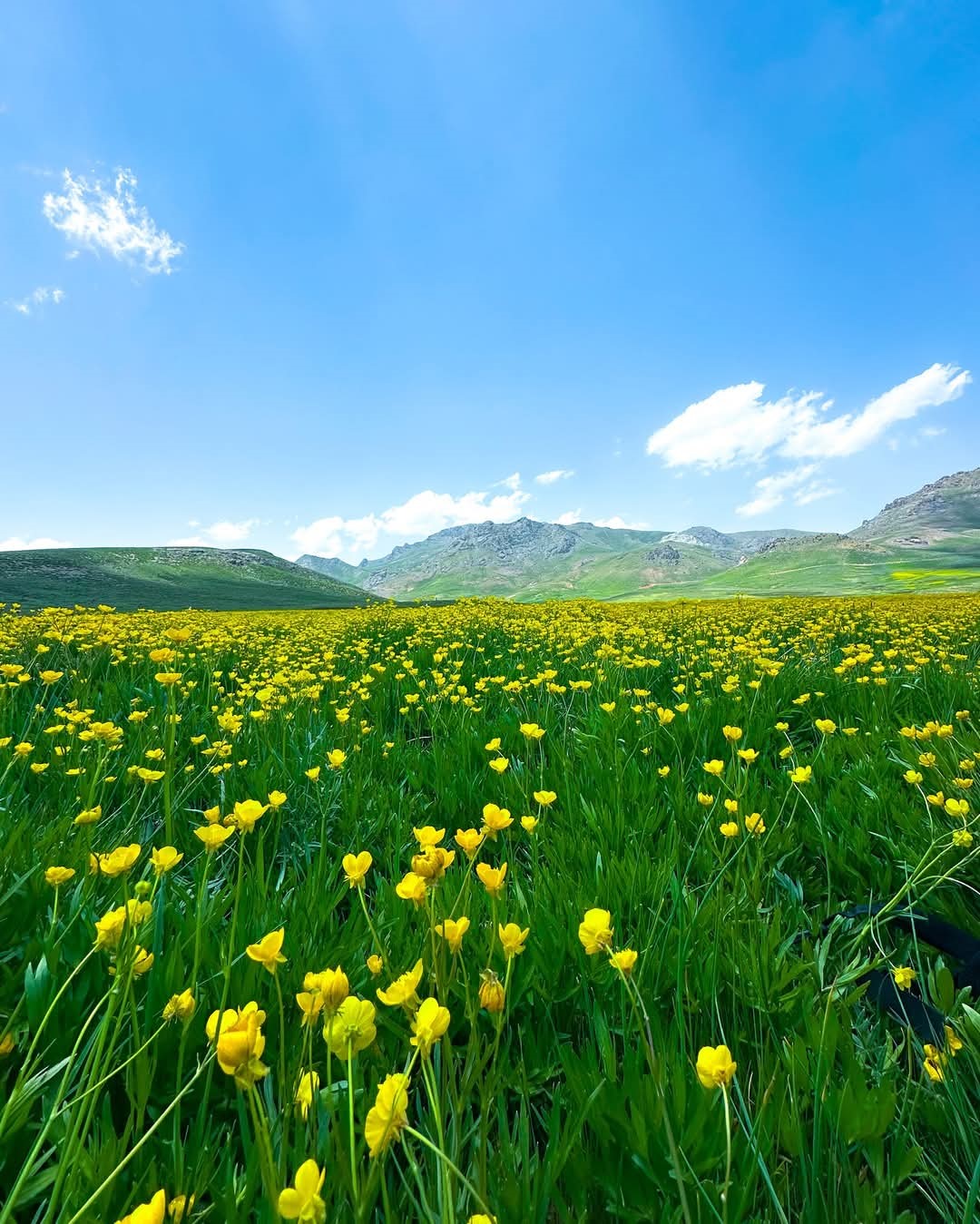 Alendeşt yaylası, menderesleri ve sarı çiçekleriyle büyülüyor