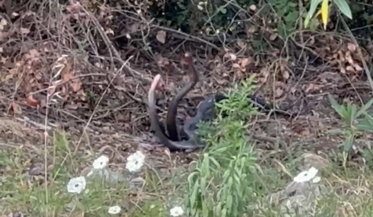 Yılanların dansı görüntülendi