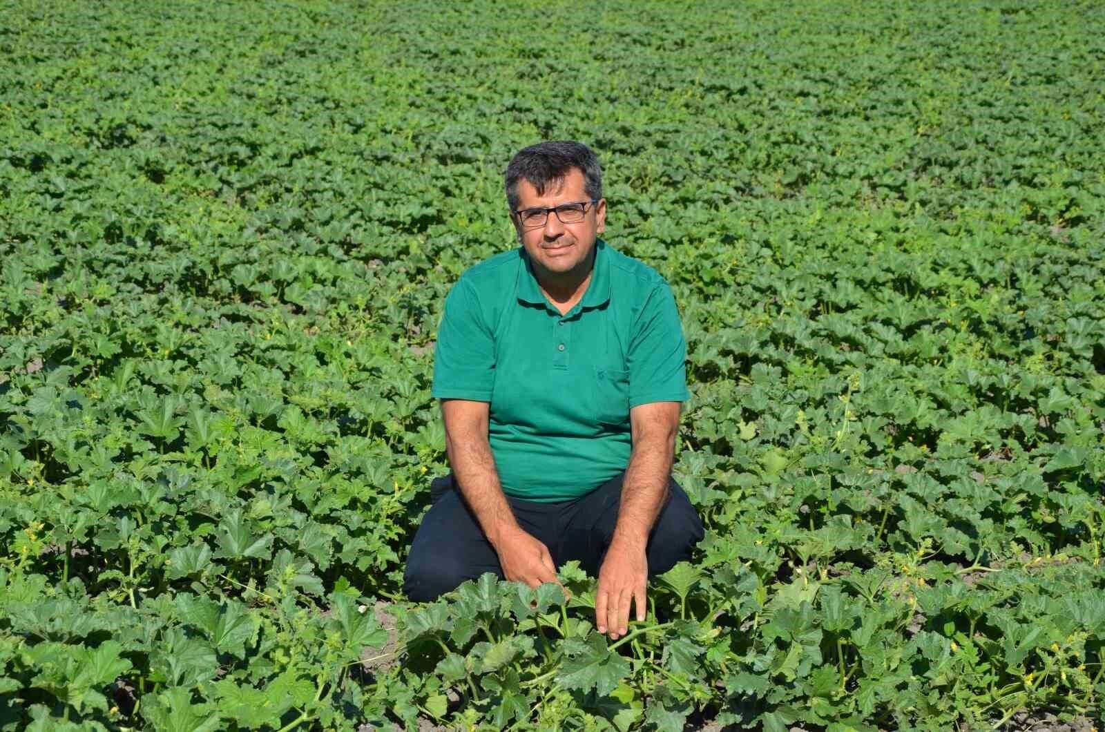 Kırkağaç Kavunu’nda tohumlar toprakla buluştu