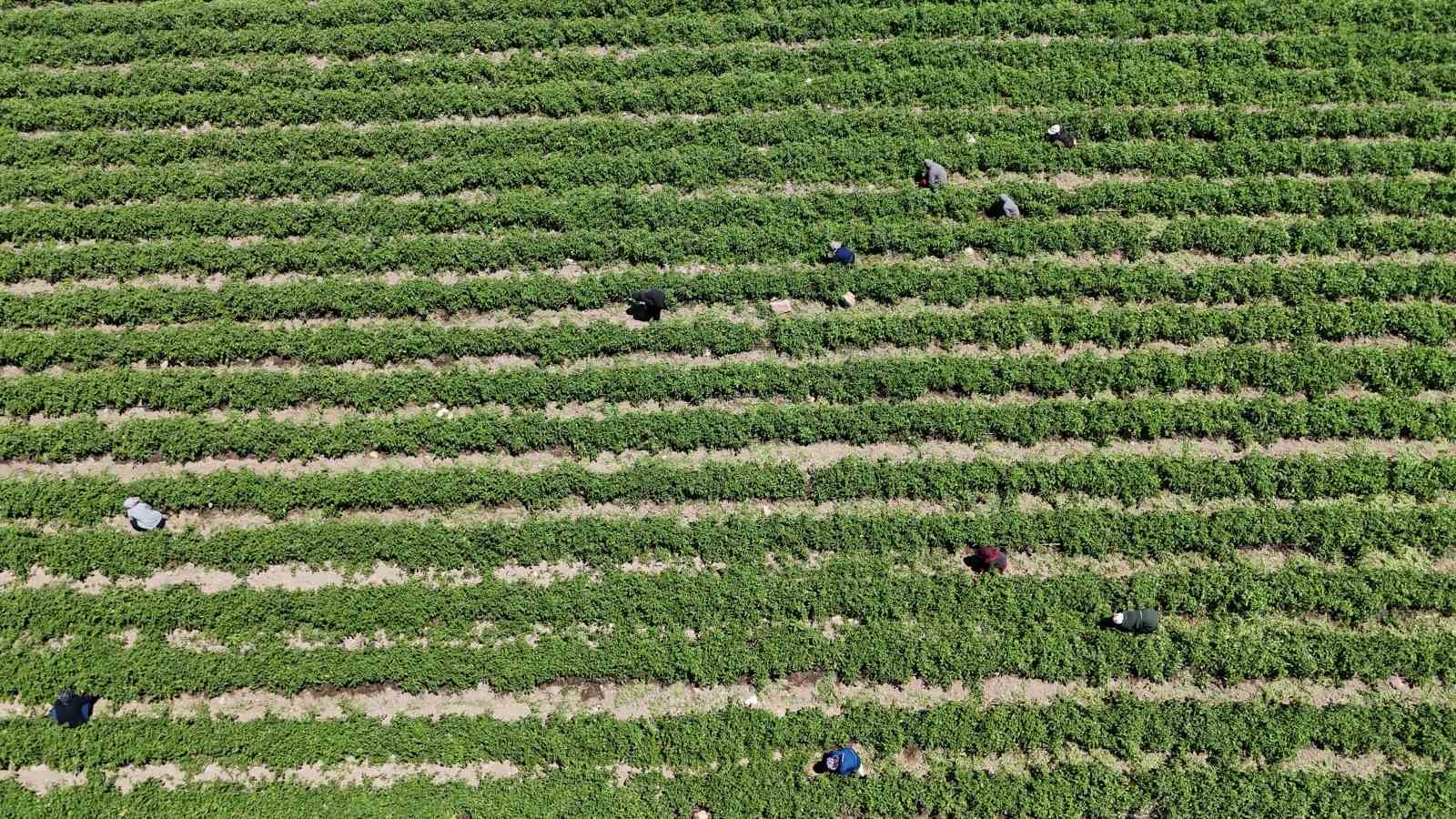 Tarım işçileri kavurucu sıcakta 800 TL yevmiyeyle zorlu mesaiyi sürdürüyor