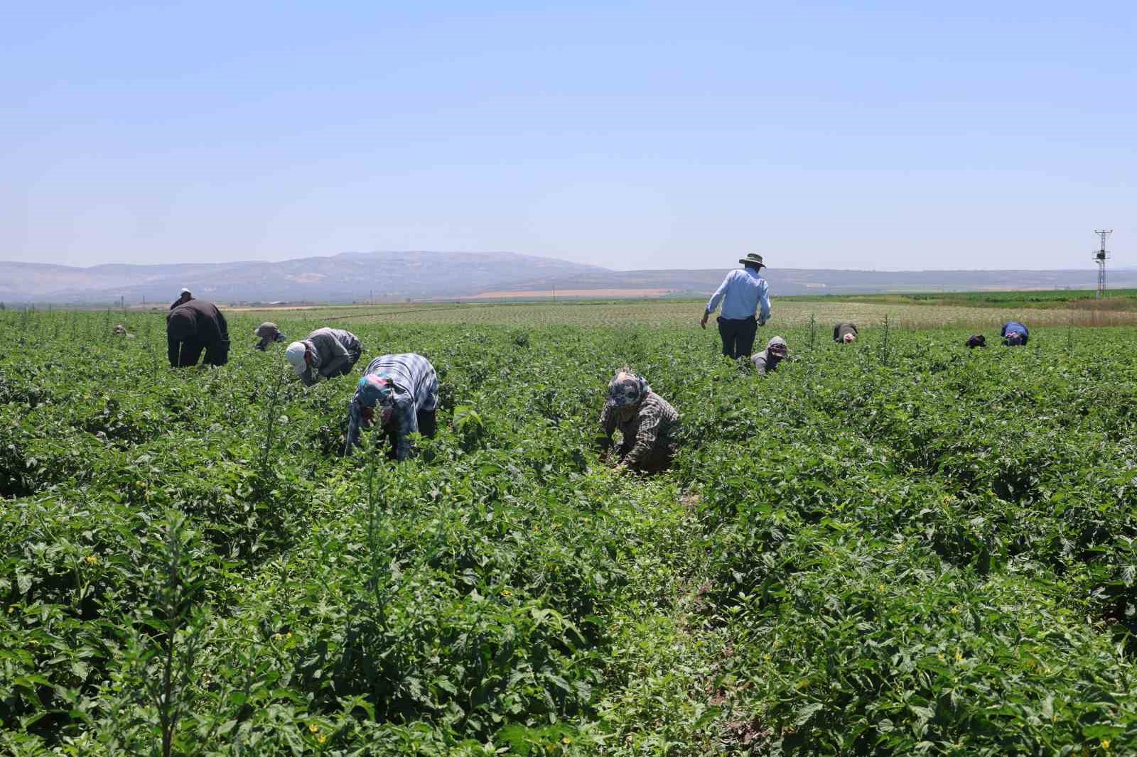 Tarım işçileri kavurucu sıcakta 800 TL yevmiyeyle zorlu mesaiyi sürdürüyor