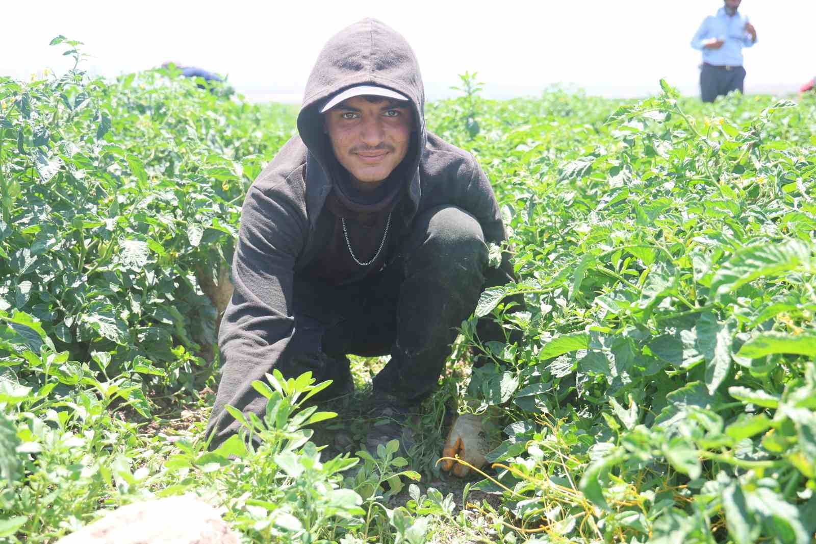 Tarım işçileri kavurucu sıcakta 800 TL yevmiyeyle zorlu mesaiyi sürdürüyor