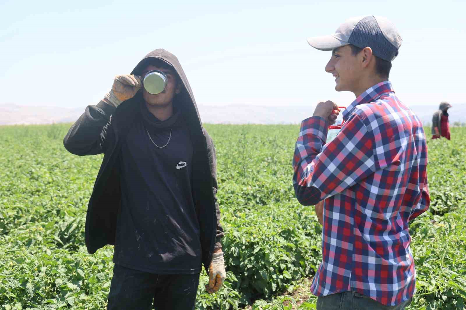 Tarım işçileri kavurucu sıcakta 800 TL yevmiyeyle zorlu mesaiyi sürdürüyor