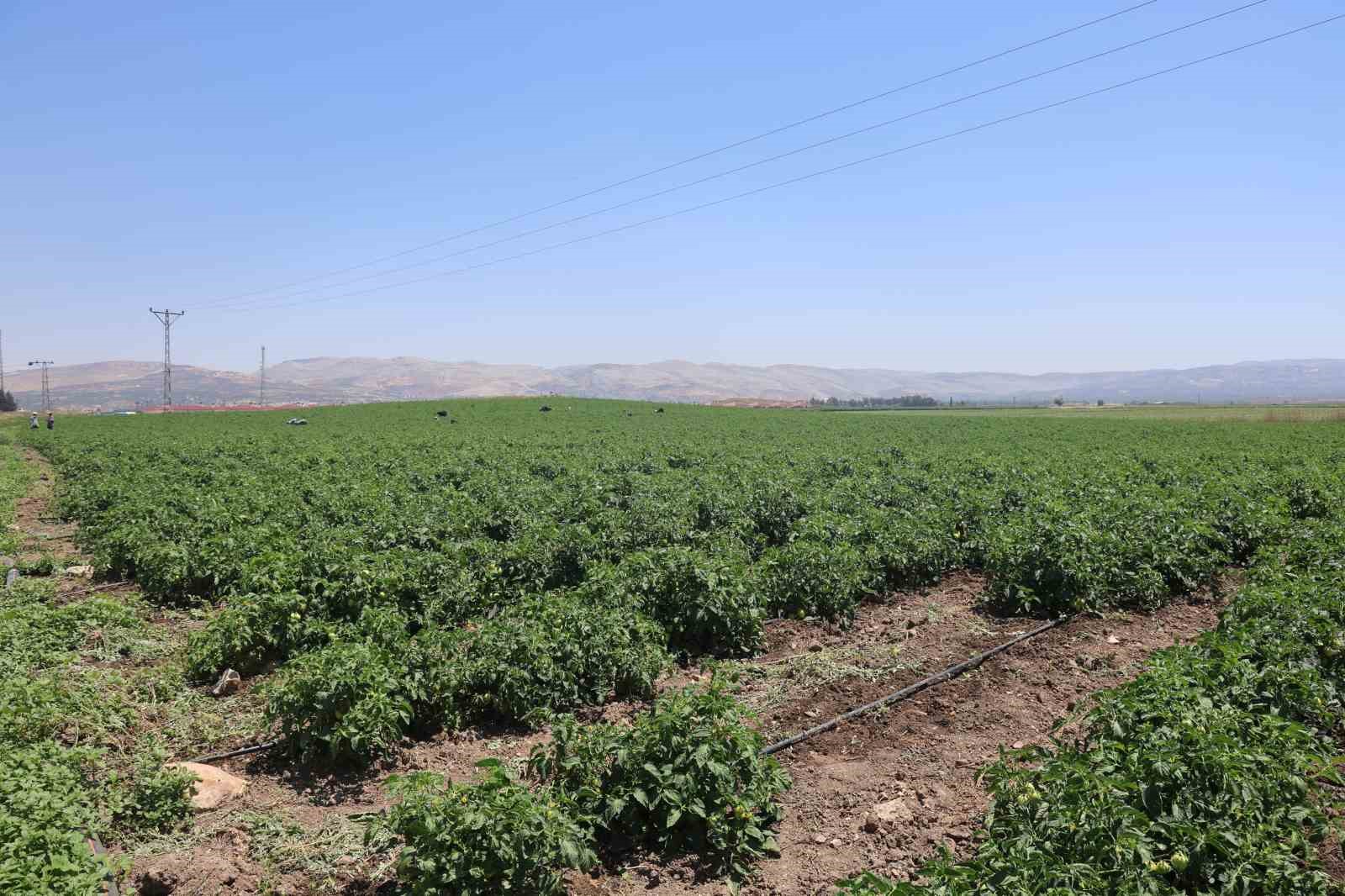 Tarım işçileri kavurucu sıcakta 800 TL yevmiyeyle zorlu mesaiyi sürdürüyor