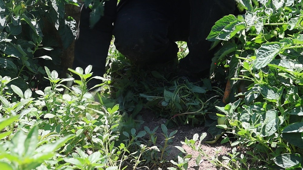 Tarım işçileri kavurucu sıcakta 800 TL yevmiyeyle zorlu mesaiyi sürdürüyor