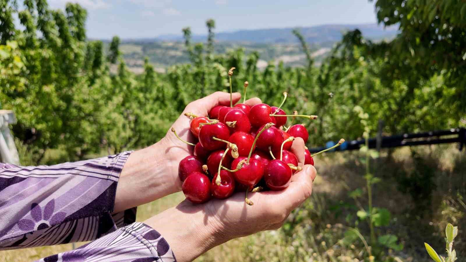 Coğrafi işaretli Demirci kirazında hasat başladı