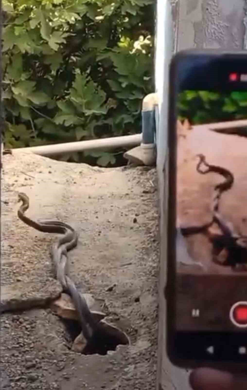 Evin içinden çıkan 2 metrelik yılanlar paniğe neden oldu