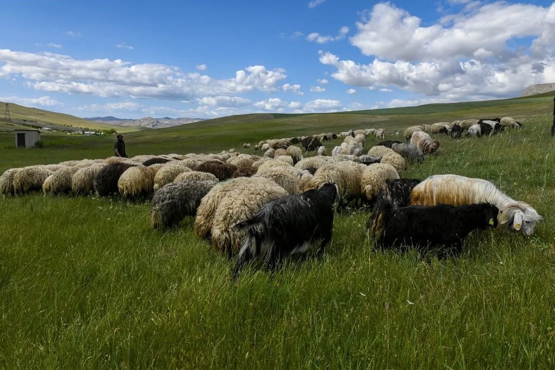 Van’da 3 yılda 2 bin 375 çiftçiye 235 bin koyun desteği verildi