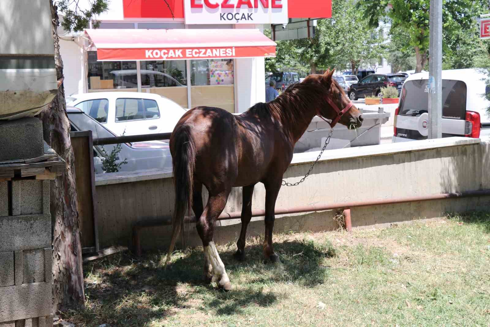 Ahırdan kaçan at ekiplere zor anlar yaşattı