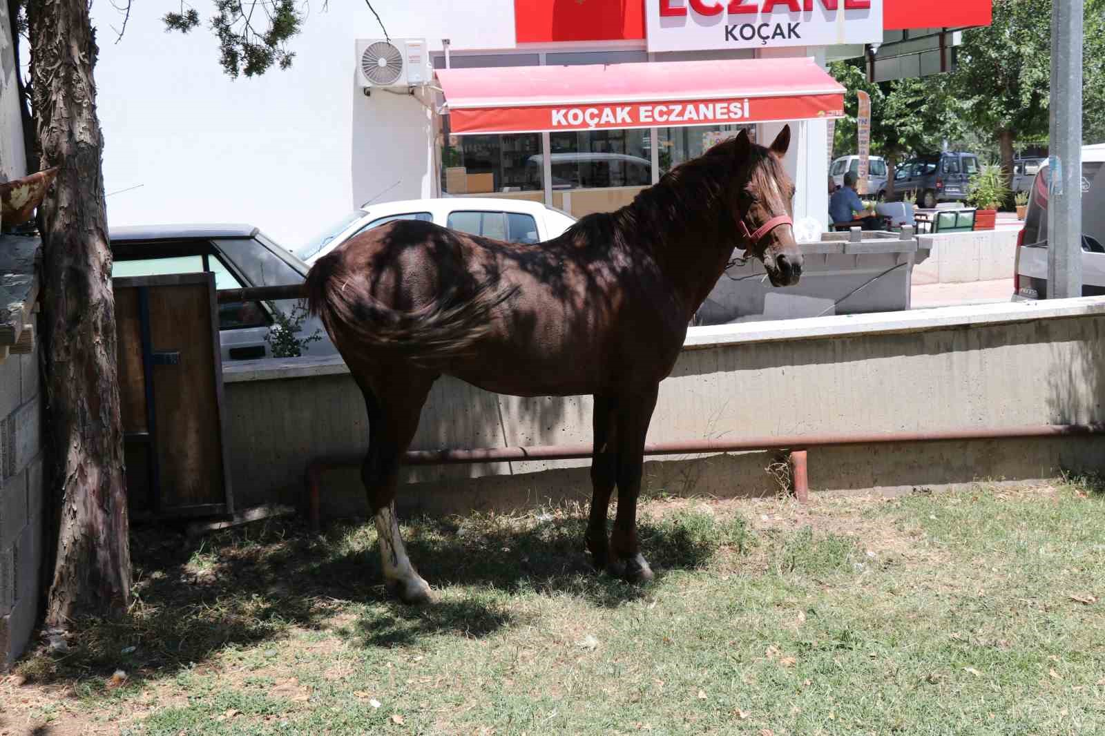 Ahırdan kaçan at ekiplere zor anlar yaşattı