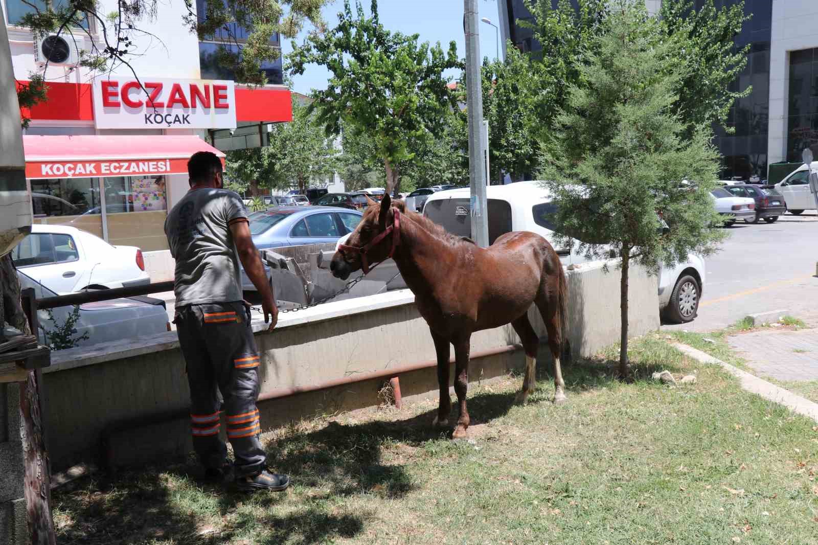 Ahırdan kaçan at ekiplere zor anlar yaşattı