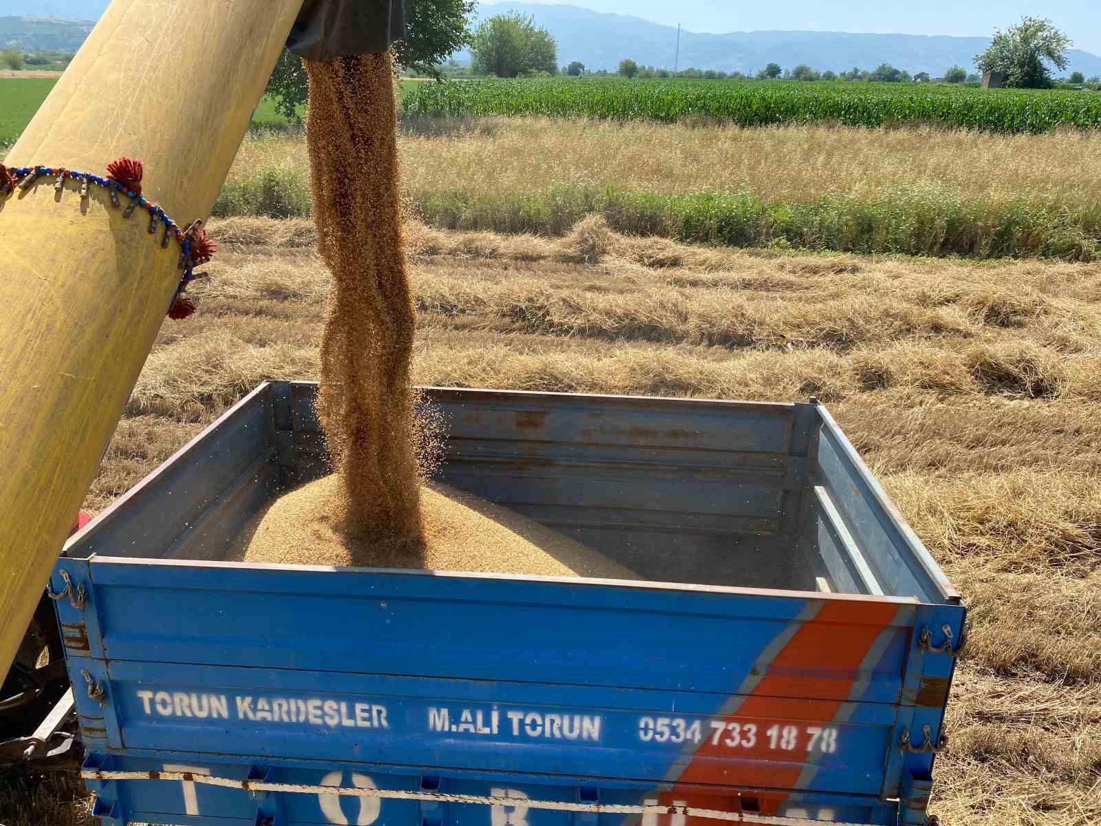 Osmaniye’de mevsim nedeniyle buğday hasadı geç başladı