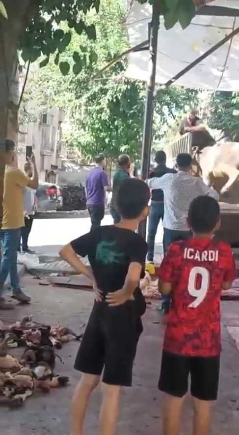 Kızgın boğa kasaba hayatının kabusunu yaşattı