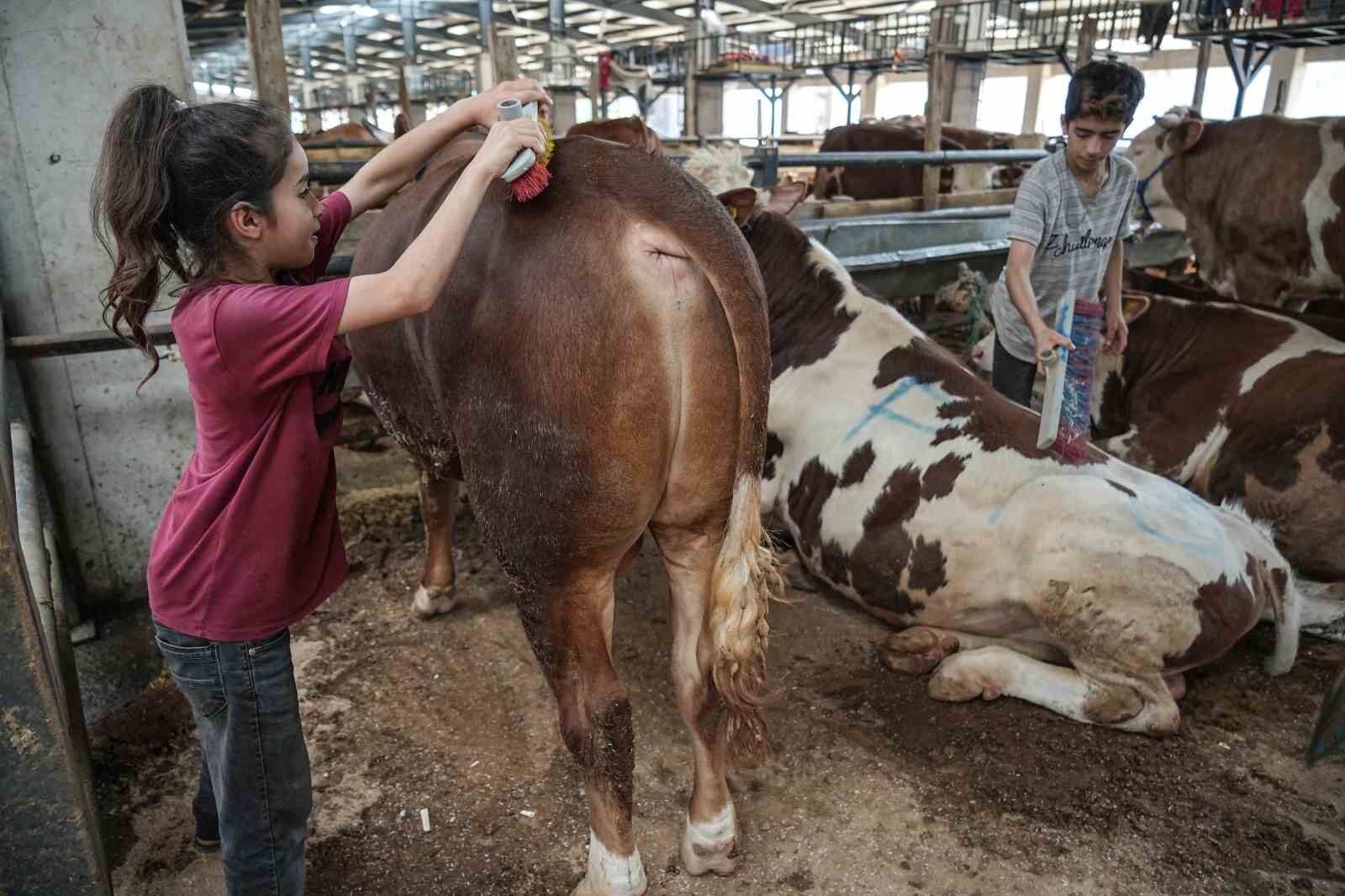 8 yaşındaki Ecrin hayvan pazarının en küçük satıcısı