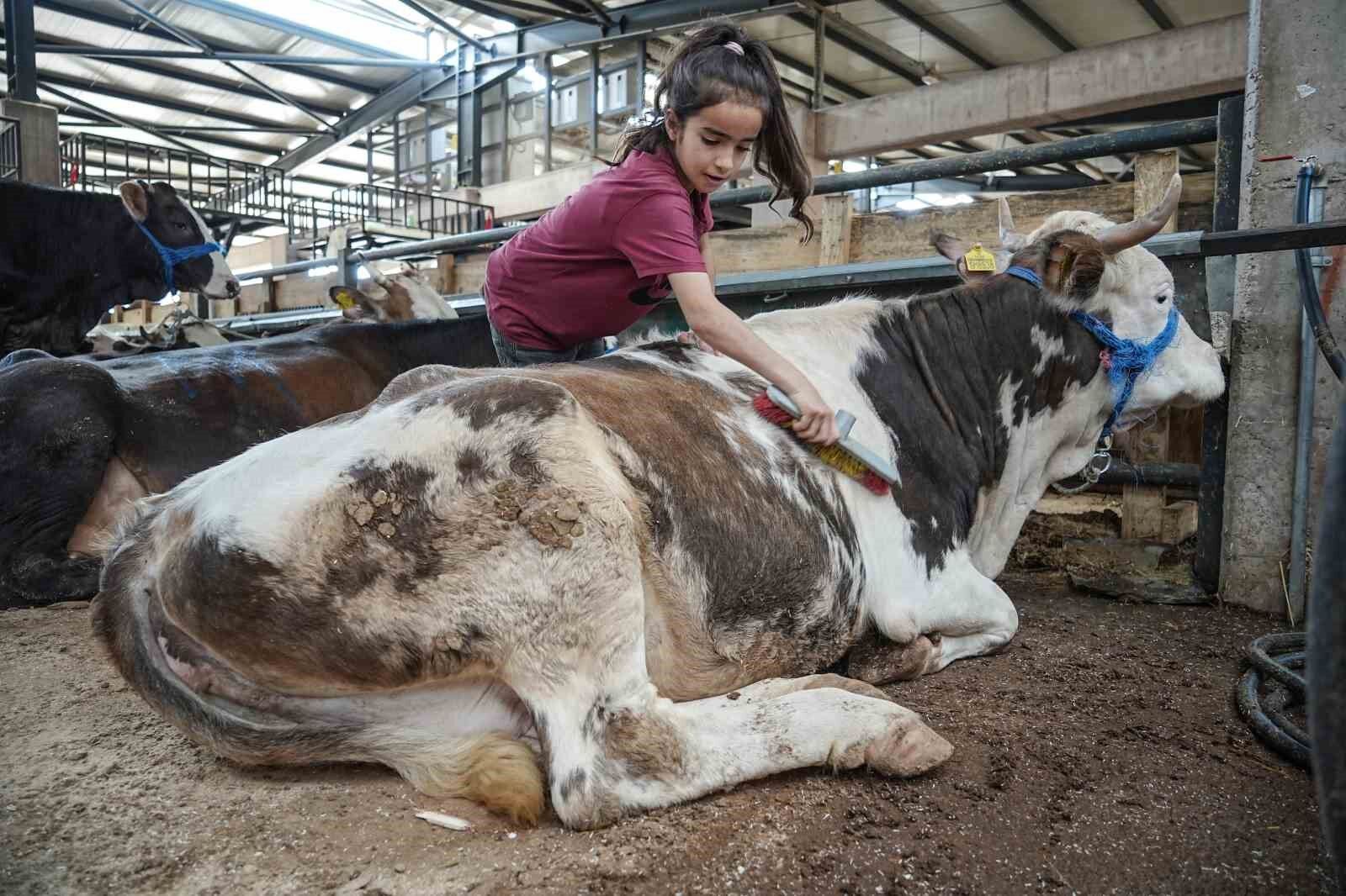 8 yaşındaki Ecrin hayvan pazarının en küçük satıcısı