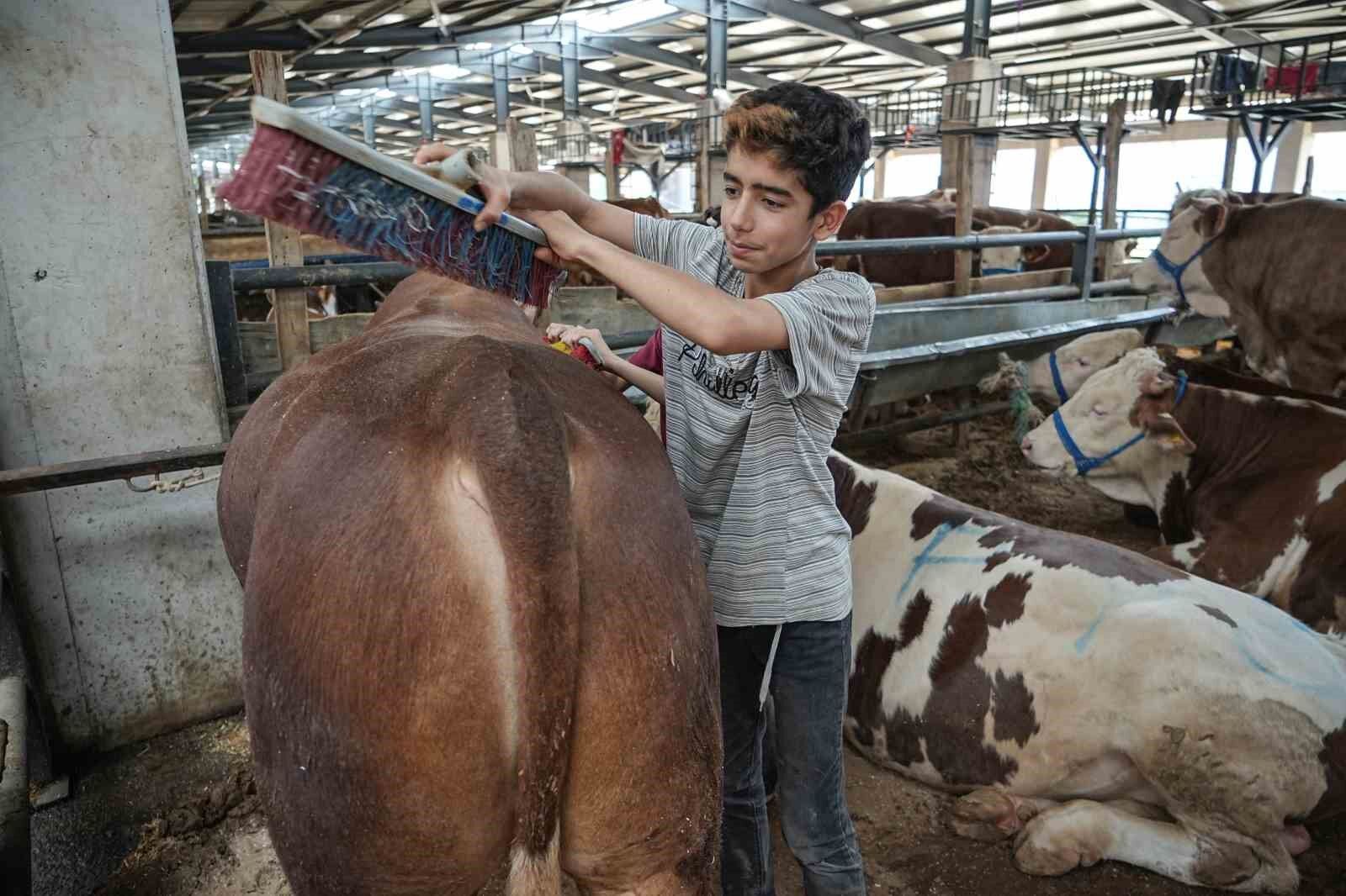8 yaşındaki Ecrin hayvan pazarının en küçük satıcısı
