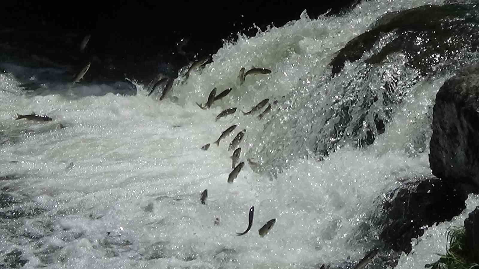 Van Gölü’nün eşsiz canlısı inci kefalinin muhteşem göçü devam ediyor