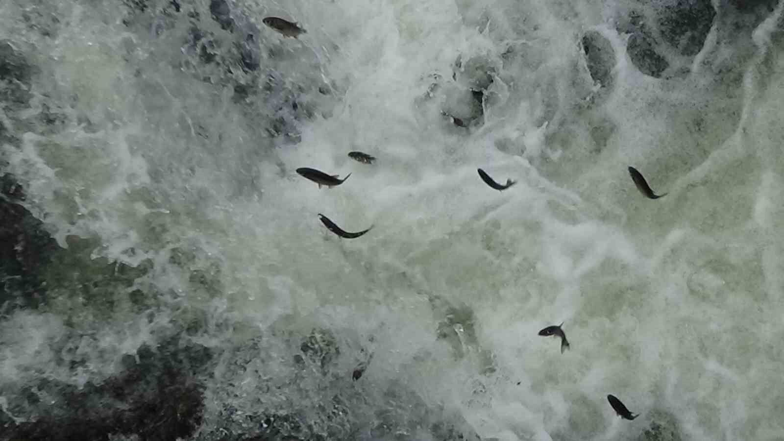 Van Gölü’nün eşsiz canlısı inci kefalinin muhteşem göçü devam ediyor
