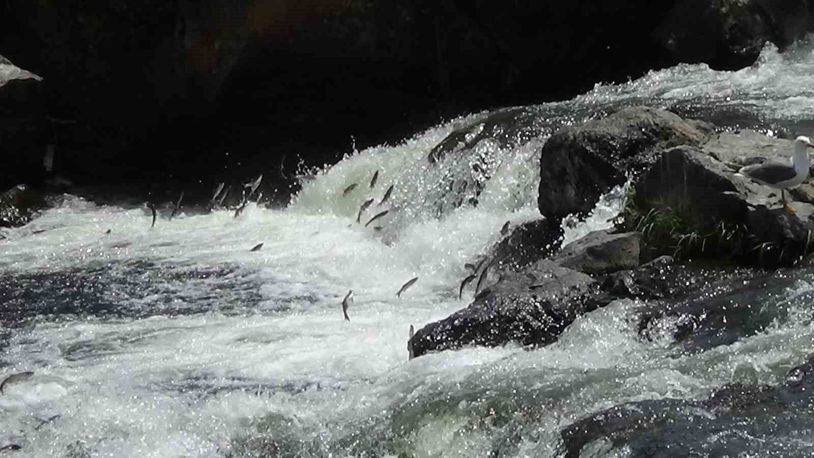 Van Gölü’nün eşsiz canlısı inci kefalinin muhteşem göçü devam ediyor