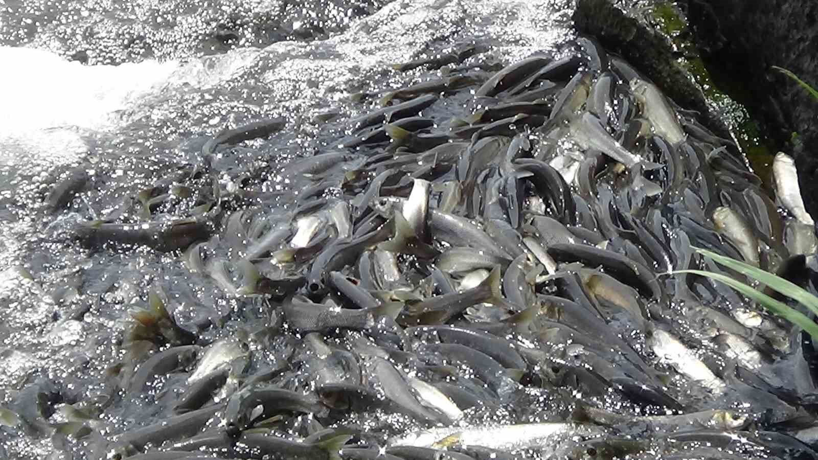 Van Gölü’nün eşsiz canlısı inci kefalinin muhteşem göçü devam ediyor