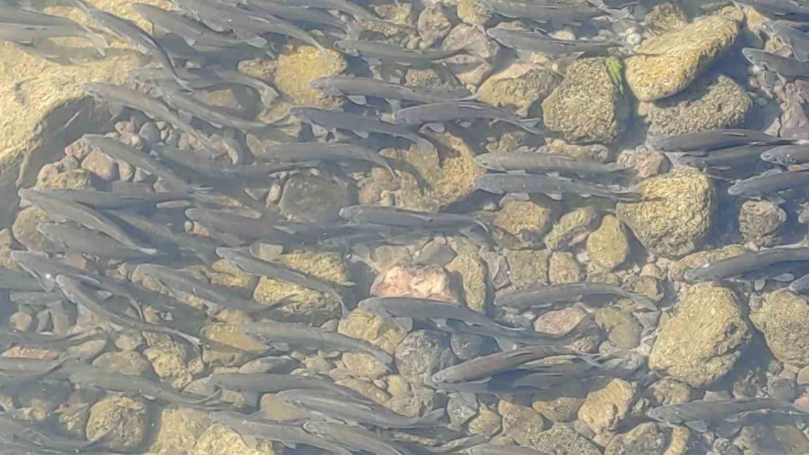 Van Gölü’nün eşsiz canlısı inci kefalinin muhteşem göçü devam ediyor