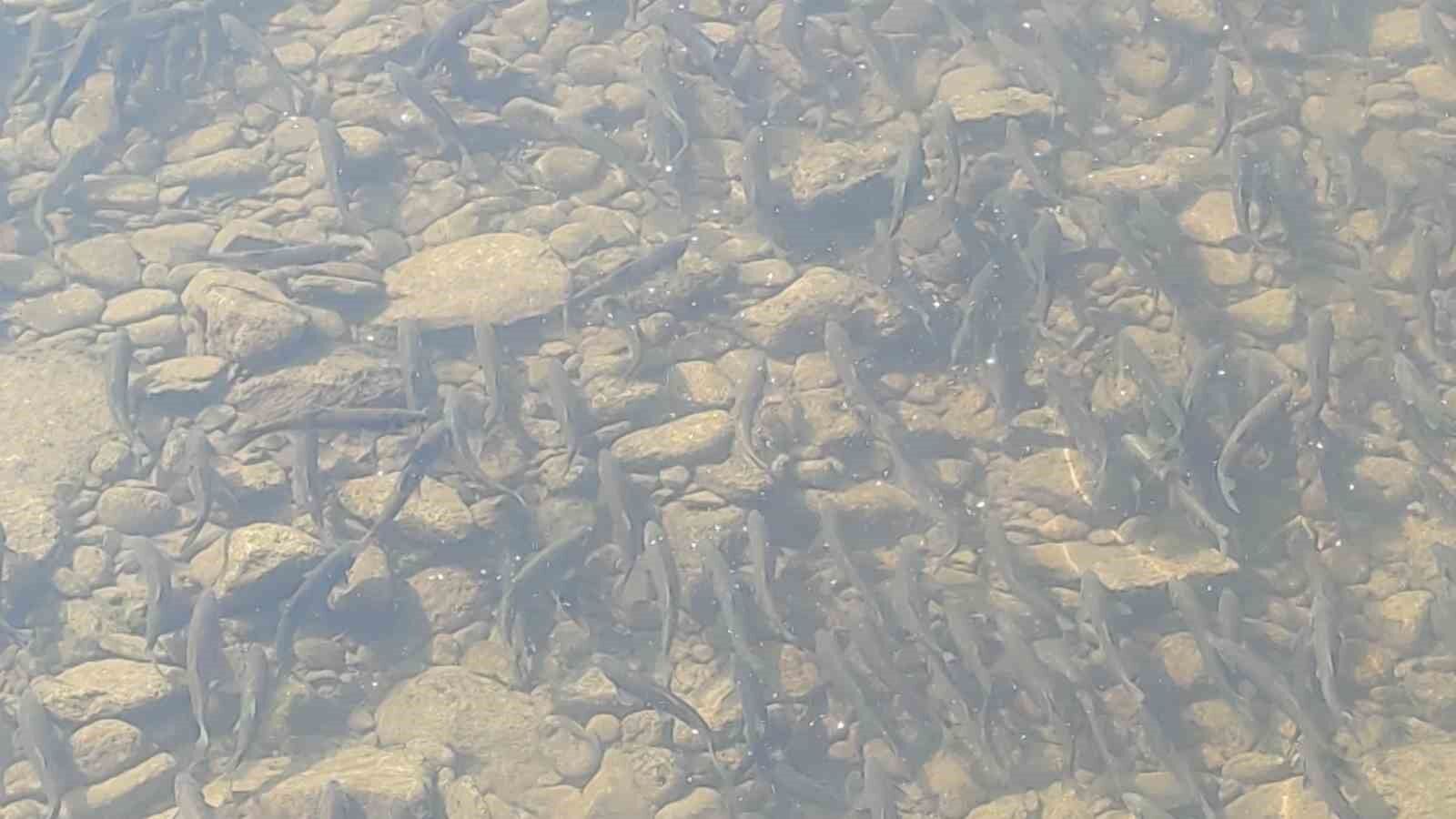 Van Gölü’nün eşsiz canlısı inci kefalinin muhteşem göçü devam ediyor