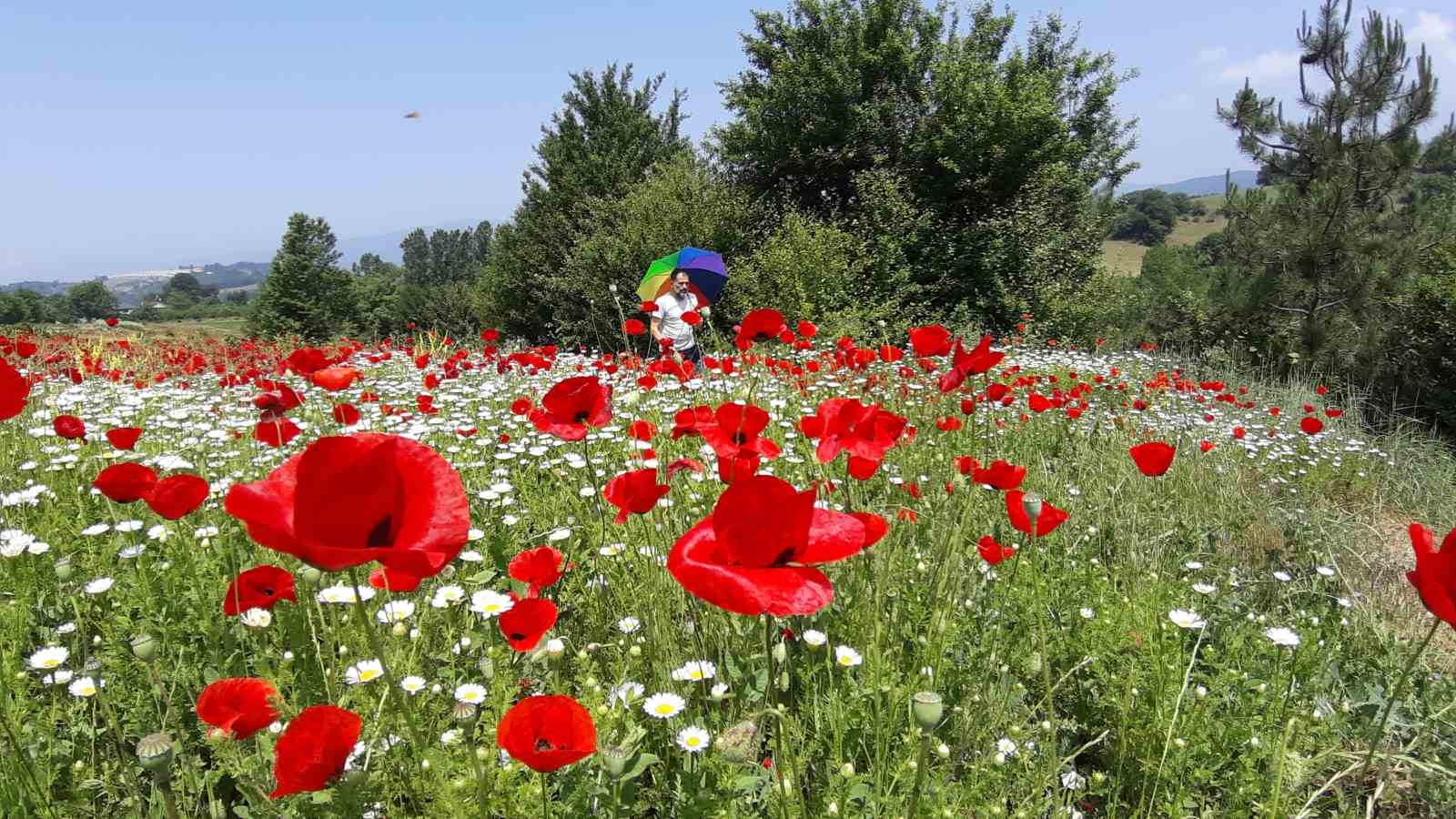 Gelincik ve papatya tarlası fotoğraf tutkunlarına görsel şölen sunuyor