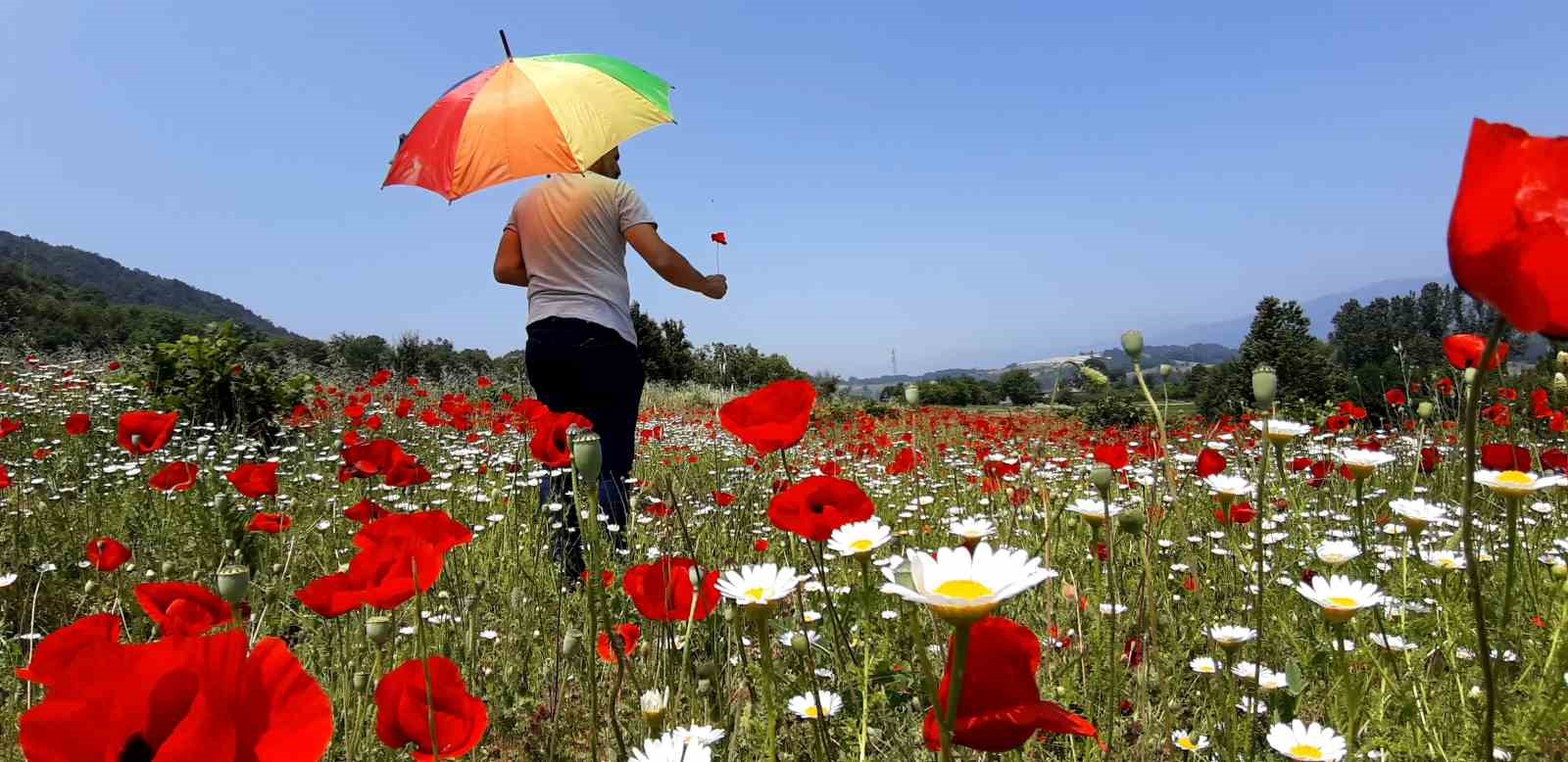 Gelincik ve papatya tarlası fotoğraf tutkunlarına görsel şölen sunuyor